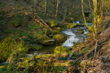  Dağlık orman nehri, Romanya 'nın Transilvanya kentindeki Batı Karpatlar' daki yeşil yosun taşları arasında akıyor. Ormandaki dere.    