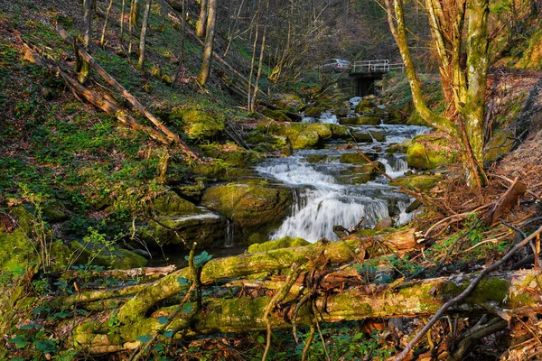 Río Bosque Montaña Fluye Entre Las Piedras Musgosas Verdes Los — Foto de Stock