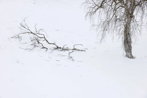 Beyaz Kış Arka Planına Karşı Ağaç — Stok fotoğraf