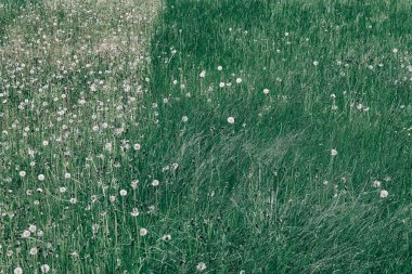 Bahçede çim biçtikten ve biçtikten sonra çimlerin üzerindeki yemyeşil çimlerin görüntüsünü kapat.