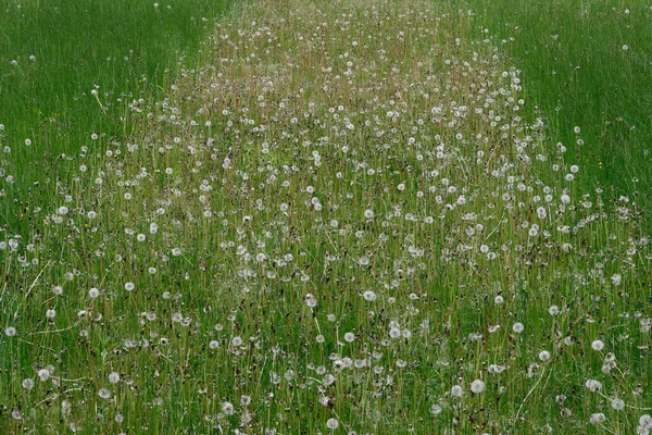 格付後の芝生の上で緑豊かな 新鮮な緑の切り取られた草の道のイメージを閉じ 庭で刈る — ストック写真