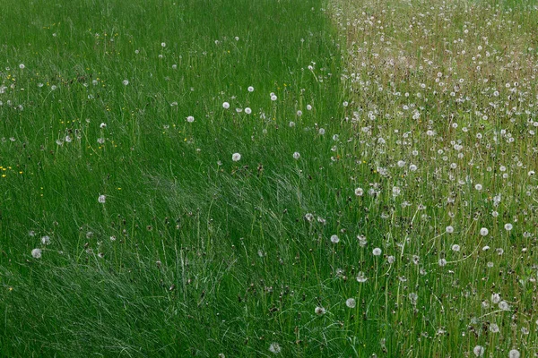 格付後の芝生の上で緑豊かな 新鮮な緑の切り取られた草の道のイメージを閉じ 庭で刈る — ストック写真