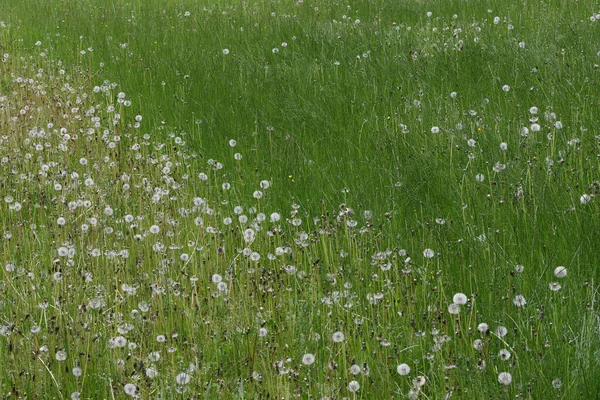 Zamknij Obraz Bujnej Świeżo Wyciętej Trawy Trawniku Zgrabianiu Koszeniu Ogrodzie — Zdjęcie stockowe