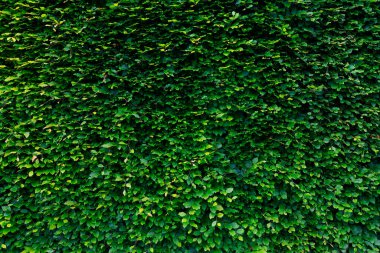 Yeşil bitki arka planı, doğa duvar kağıdı için taze yeşil yapraklar. Yeşil bitki arka planı, doğa duvar kağıdı için taze yeşil yapraklar.