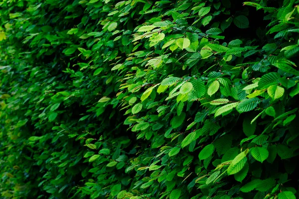 Fundo Planta Verde Folhas Verdes Frescas Para Papel Parede Natureza — Fotografia de Stock