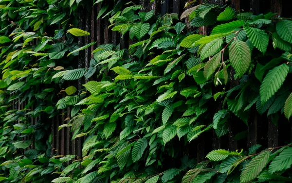Grüner Pflanzenhintergrund Frische Grüne Blätter Für Naturtapeten Grüne Pflanze Hintergrund — Stockfoto