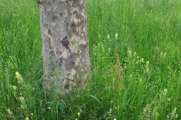 Çimenlikteki Bir Ağacın Gövdesinde Kentsel Alanda Çimenler Var — Stok fotoğraf