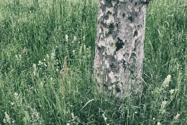 Çimenlikteki Bir Ağacın Gövdesinde Kentsel Alanda Çimenler Var — Stok fotoğraf