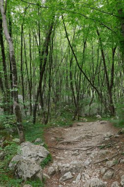 Triglav Ulusal Parkı 'nda Şelale Boka Yolu, Slovenya, Bovec, Avrupa