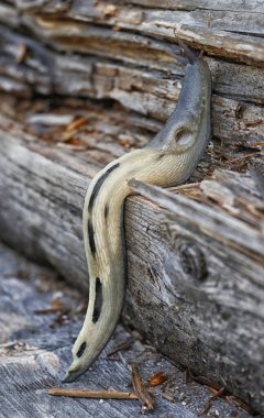 Tahta yüzeyde sürünen bir Limax Maximus 'un doğal yakın çekimi.