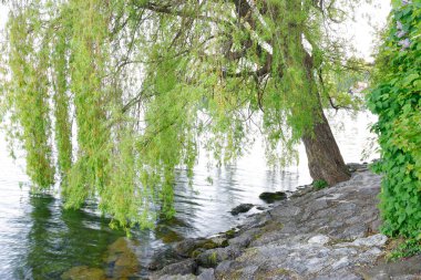 Gmunden şehrindeki Traunsee Dağı Gölü, Avusturya, Avrupa. Salzkammergut bölgesinde Avusturya manzarası.