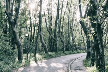 Gmunden, Yukarı Avusturya ve Avrupa 'daki bir parkın yaz manzarası