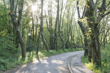 Gmunden, Yukarı Avusturya ve Avrupa 'daki bir parkın yaz manzarası