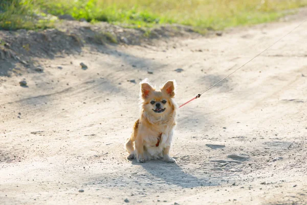 Portrait Cute Small Yellow Pekinese Dog Leashed Dusty Country Road — Stock Photo, Image