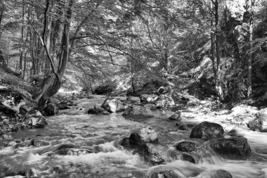Cheile Rametului, Alba ilçesi, Transilvanya, Romanya ve Avrupa 'daki vahşi doğal park nehir alanını dolduruyor