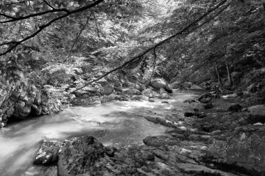 Cheile Rametului, Alba ilçesi, Transilvanya, Romanya ve Avrupa 'daki vahşi doğal park nehir alanını dolduruyor