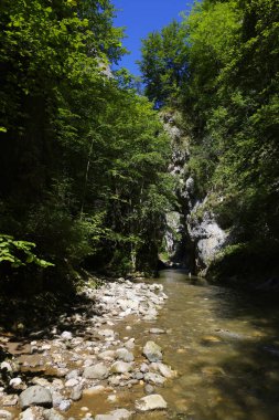 Transilvanya, Trascau dağları, Alba ilçesi, Romanya ve Avrupa 'daki Ramet vadilerinin yaz manzarası