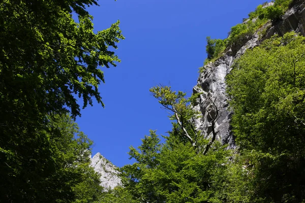 罗马尼亚阿尔巴县特拉斯库山区拉迈特峡谷夏季景观 — 图库照片