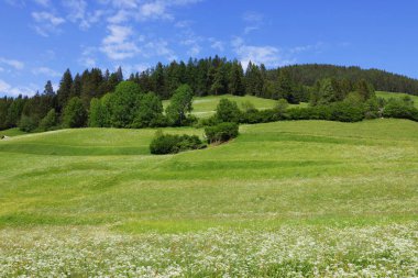 Durrenstein Dağı, Dolomitler, İtalya ve Avrupa 'nın yaz manzarası