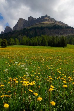 Passo Costalunga, Dolomites, İtalya. Arka planda Catinaccio Dağı 'nın (Rosengarten) yamacı, İtalya, Avrupa