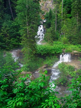 Ormandaki güzel şelale, dağlardaki nehir. Cascada Sapte Izvoare - Bucegi Dağları, Romanya ve Avrupa 'da Yedi Pınar Şelalesi. 