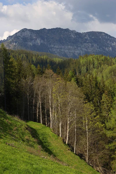ロガー渓谷 ロガー イルーナ カムニク サヴェンヌ アルプス スロベニア ヨーロッパのマジェスティック スプリング アルペンス風景 — ストック写真