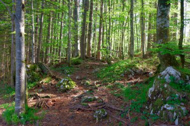 Yazın Fusine Gölü 'nün inanılmaz manzarası. Julian Alps 'in popüler seyahat yeri. Konum: Tarvisio komünü, Udine ili, İtalya, Avrupa