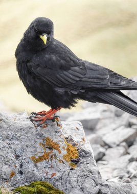 Alp öküzü, Pyrrhocorax graculus, karga familyasından kara bir kuş, İtalya, Dolomitler 'de bir kayanın üzerinde duruyor.