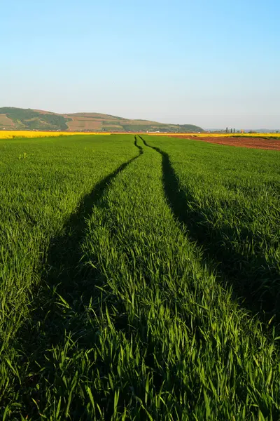 美丽的农村绿地 绿麦田田里的小麦嫩绿色芽 图库图片