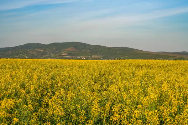 Rapsfeld Gelbe Rapsblüten Feldlandschaft Blauer Himmel Und Raps Auf Dem Stockfoto
