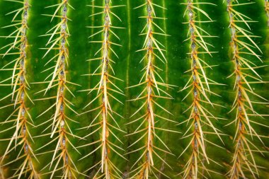 Kaktüs çiçeği ayrıntıları