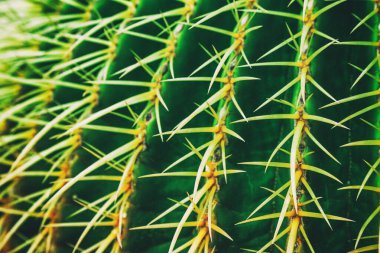 Image of a cactus flower detail clipart