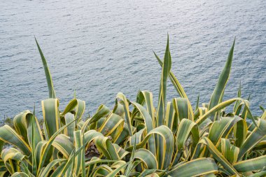 Elba Adası, Toskana, İtalya ve Avrupa 'nın turistik yaz manzarası