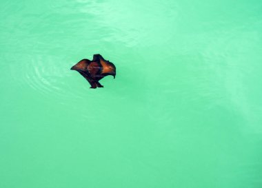 Image of a large sea hare  or Aplysia  Fasciata swimming in the Mediterranean sea clipart