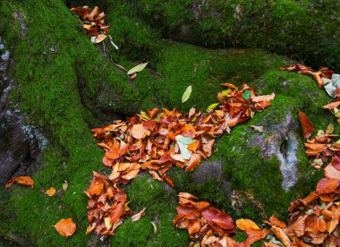 Mehedinti Dağları, Karpatlar, Romanya ve Avrupa 'da sonbahar manzarası. Dağlarda sonbahar manzarası