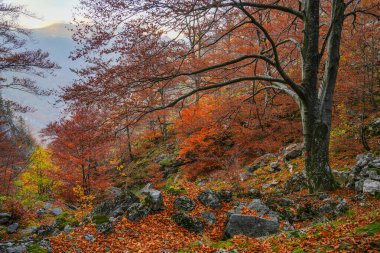 Mehedinti Dağları, Karpatlar, Romanya ve Avrupa 'da sonbahar manzarası. Dağlarda sonbahar manzarası