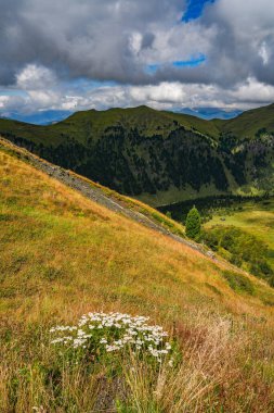 Dolomitler, İtalya ve Avrupa 'daki Catinaccio Grubu' ndan yaz alp manzarası
