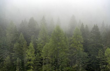 İtalya, Dolomitler 'deki kozalaklı ormanın sisli manzarası