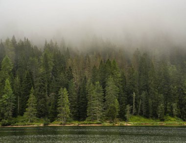 İtalya, Dolomitler 'deki kozalaklı ormanın sisli manzarası