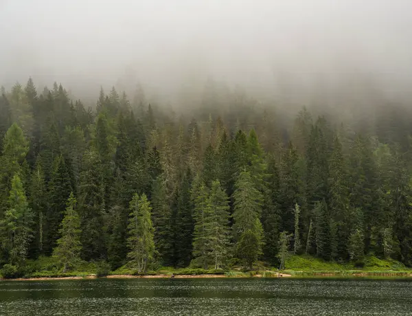 İtalya, Dolomitler 'deki kozalaklı ormanın sisli manzarası