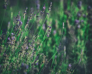 Lavanta çiçeği tarlasının soyut görüntüsü. Yazın mor lavanta tarlasında gün batımı ışığı. Lavanda tarlalarında bir demet kokulu çiçek..