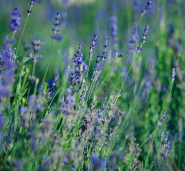 Lavanta çiçeği tarlasının soyut görüntüsü. Yazın mor lavanta tarlasında gün batımı ışığı. Lavanda tarlalarında bir demet kokulu çiçek..