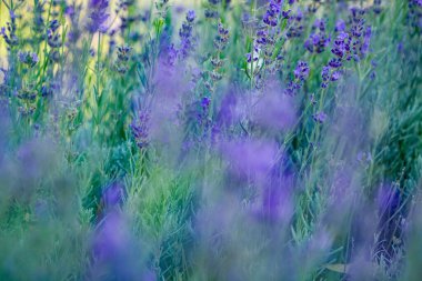 Lavanta çiçeği tarlasının soyut görüntüsü. Yazın mor lavanta tarlasında gün batımı ışığı. Lavanda tarlalarında bir demet kokulu çiçek..