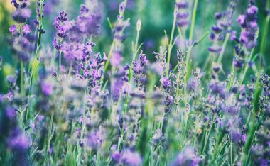 Lavanta çiçeği tarlasının soyut görüntüsü. Yazın mor lavanta tarlasında gün batımı ışığı. Lavanda tarlalarında bir demet kokulu çiçek..