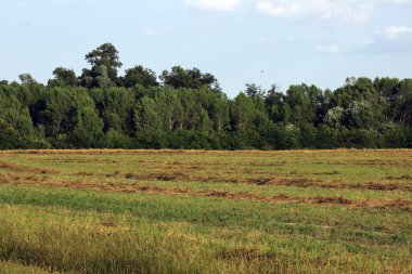 Yaz mevsiminde tarlada taze saman.