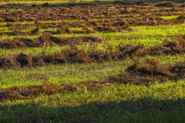 Yaz mevsiminde tarlada taze saman.