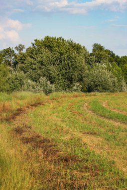 Yaz mevsiminde tarlada taze saman.