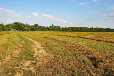 Yaz mevsiminde tarlada taze saman.