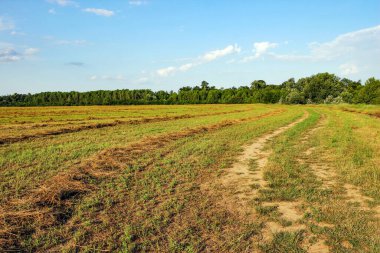 Yaz mevsiminde tarlada taze saman.
