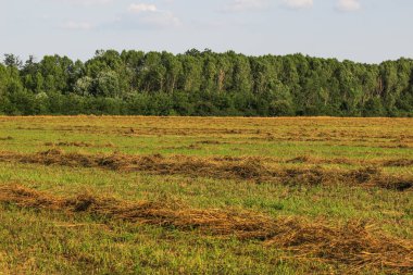 Yaz mevsiminde tarlada taze saman.